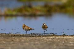 Playerito de Baird (Calidris bairdii) Humedal de Salaverry 2